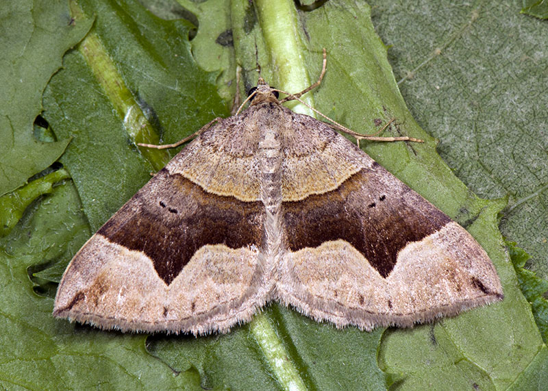 Scotopteryx moeniata?...  Scotopteryx cfr. angularia